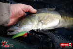 Ripper REDBASS SWIMMER SLIM XL - 125 mm