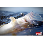 Ripper REDBASS SWIMMER SLIM XL - 125 mm