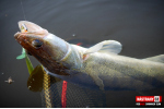 Ripper REDBASS SWIMMER SLIM XL - 125 mm