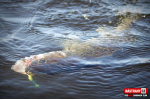 Ripper REDBASS SWIMMER SLIM XL - 125 mm