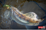 Ripper REDBASS SWIMMER SLIM XL - 125 mm