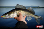 Ripper REDBASS SWIMMER SLIM XL - 125 mm