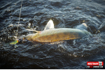 Ripper REDBASS SWIMMER SLIM XL - 125 mm