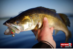 Ripper REDBASS SWIMMER SLIM XL - 125 mm