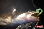 Ripper REDBASS SWIMMER SLIM XL - 125 mm