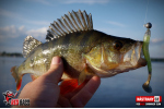 Ripper REDBASS SWIMMER SLIM XL - 125 mm