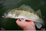 Ripper REDBASS SWIMMER SLIM XL - 125 mm