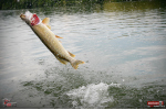 Ripper REDBASS SWIMMER SLIM XL - 125 mm