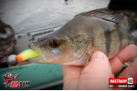 Ripper REDBASS SWIMMER SLIM S FAT - 75 mm