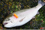 TROUT GRUB L 3 x 25 mm REDBASS