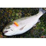 MICRO TROUT GRUB S 3 x 16 mm REDBASS