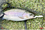 TROUT GRUB L 3 x 25 mm REDBASS