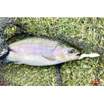 MICRO TROUT GRUB S 3 x 16 mm REDBASS