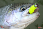TROUT GRUB L 3 x 25 mm REDBASS