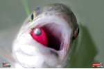 TROUT GRUB L 3 x 25 mm REDBASS