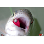 MICRO TROUT GRUB S 3 x 16 mm REDBASS
