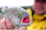 TROUT GRUB L 3 x 25 mm REDBASS