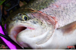TROUT GRUB L 3 x 25 mm REDBASS
