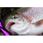 MICRO TROUT GRUB S 3 x 16 mm REDBASS
