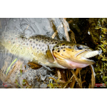 MICRO TROUT GRUB S 3 x 16 mm REDBASS