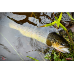 MICRO TROUT GRUB S 3 x 16 mm REDBASS