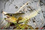 TROUT GRUB L 3 x 25 mm REDBASS