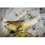 MICRO TROUT GRUB S 3 x 16 mm REDBASS