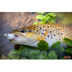 MICRO TROUT GRUB S 3 x 16 mm REDBASS