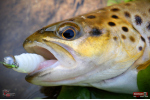 TROUT GRUB L 3 x 25 mm REDBASS