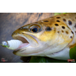 MICRO TROUT GRUB S 3 x 16 mm REDBASS