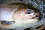 TROUT GRUB L 3 x 25 mm REDBASS