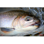 MICRO TROUT GRUB S 3 x 16 mm REDBASS