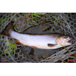 MICRO TROUT GRUB S 3 x 16 mm REDBASS