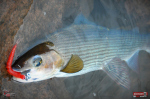 Červosmáčik REDBASS WORMETO 77 mm