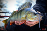 Červosmáčik REDBASS WORMETO 77 mm