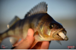 Červosmáčik REDBASS WORMETO 77 mm