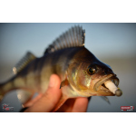 Červosmáčik REDBASS WORMETO 77 mm
