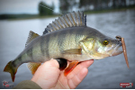 Červosmáčik REDBASS WORMETO 77 mm