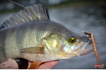 Červosmáčik REDBASS WORMETO 77 mm