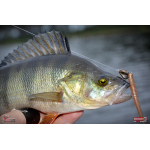 Červosmáčik REDBASS WORMETO 77 mm