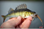 Červosmáčik REDBASS WORMETO 77 mm