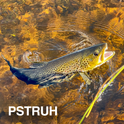 VŠETKO NA PSTRUHOV