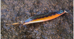 Color: Minnow (09)
