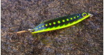 Color: Black Minnow (11)