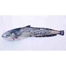 Vankúš – Sumec veľký – 62 cm