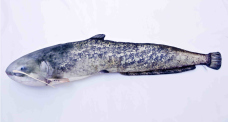 Vankúš – Sumec veľký – 62 cm