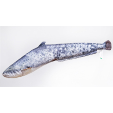 Vankúš – Sumec veľký – 62 cm