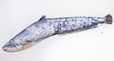 Vankúš – Sumec veľký – 62 cm