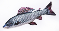 Vankúš – Lipeň – 65 cm