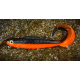 BLACK/SIGNAL ORANGE - UV COLOR